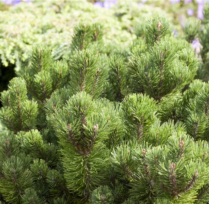 Berg-Kiefer 'Jacobsen'