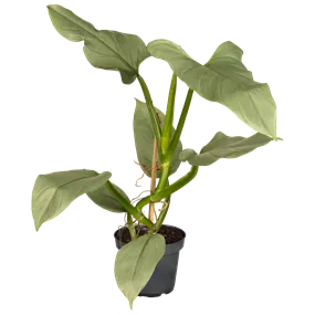 Philodendron Silver Queen