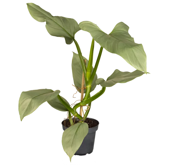Philodendron 'Silver Queen'
