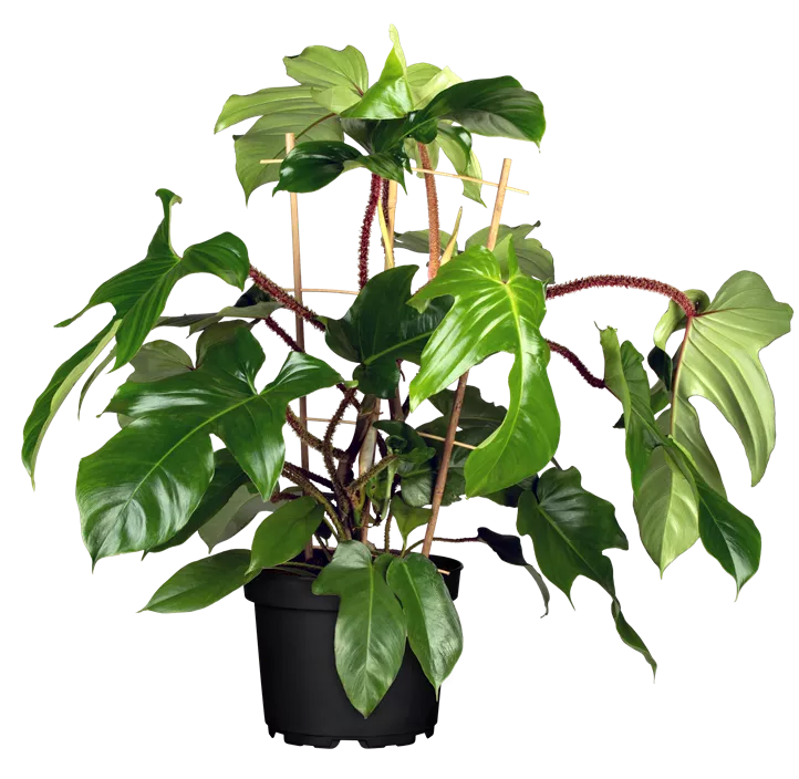 Philodendron