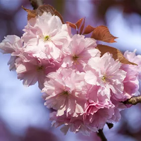 Prunus 'Accolade'