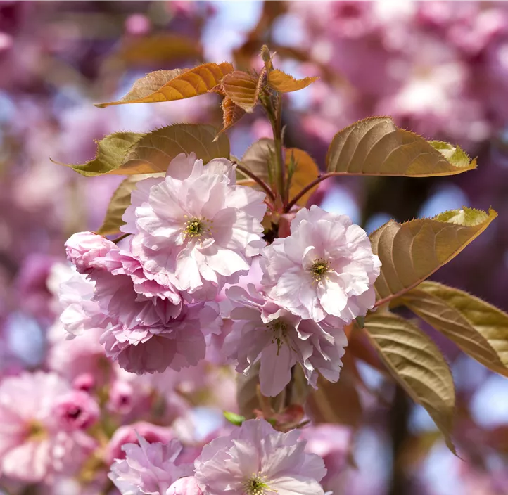 Frühe Zierkirsche 'Accolade'