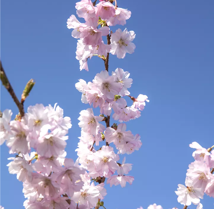 Frühe Zierkirsche 'Accolade'