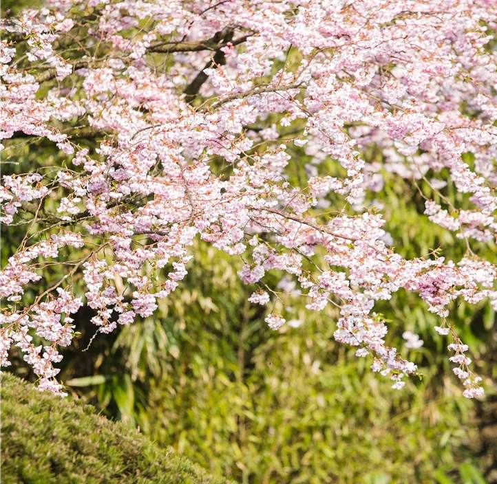 Frühe Zierkirsche 'Accolade'