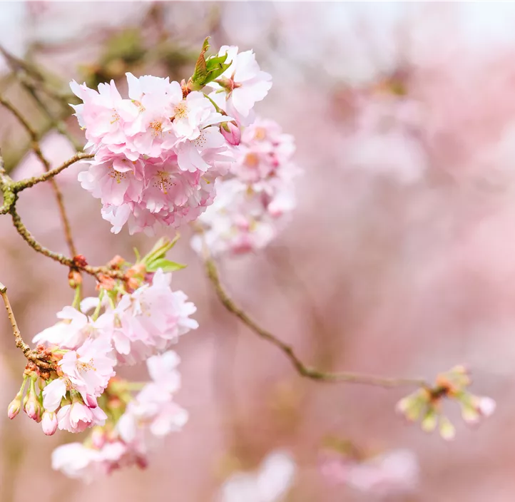 Frühe Zierkirsche 'Accolade'