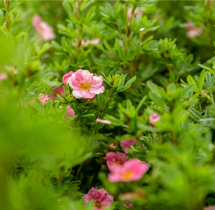 Fingerstrauch 'Bellissima'