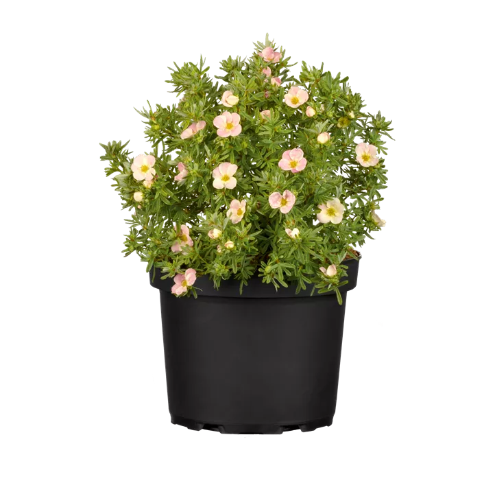 Fingerstrauch 'Bellissima'