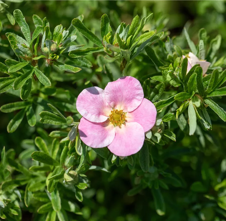 Fingerstrauch 'Bellissima'