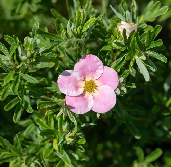 Fingerstrauch 'Bellissima'