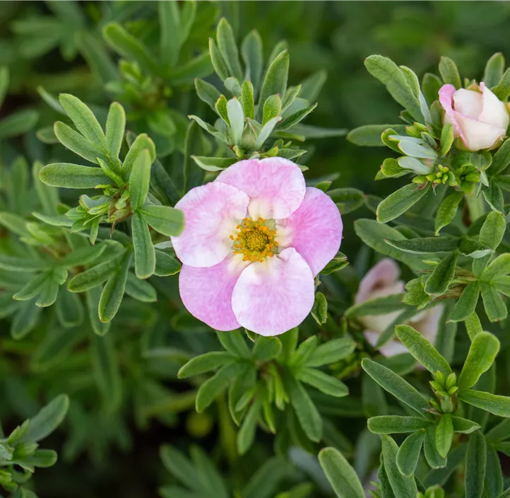 Fingerstrauch 'Bellissima'