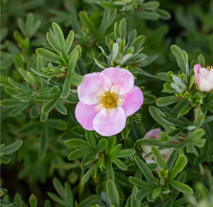 Fingerstrauch 'Bellissima'