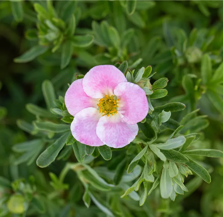 Fingerstrauch 'Bellissima'