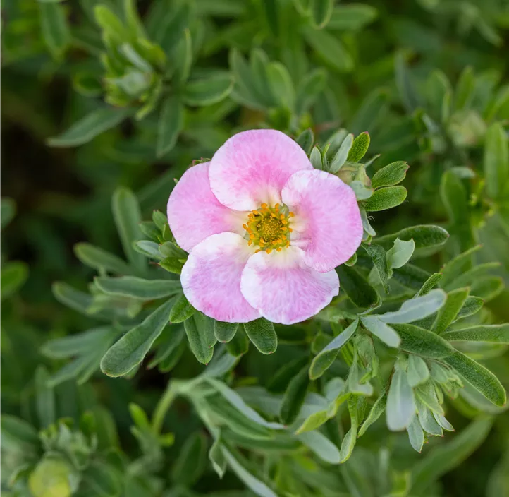 Fingerstrauch 'Bellissima'