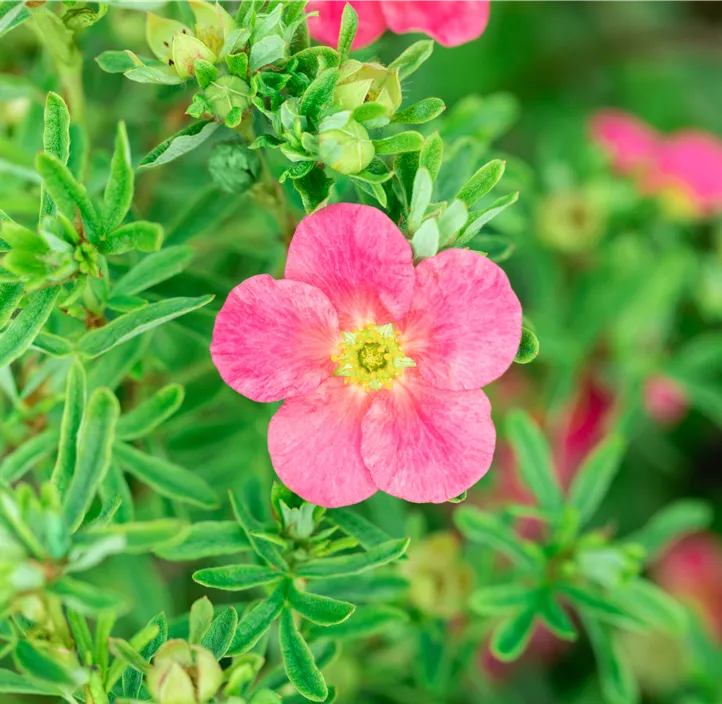 Fingerstrauch 'Bellissima'