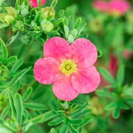 Potentilla fruticosa 'Bellissima' ®