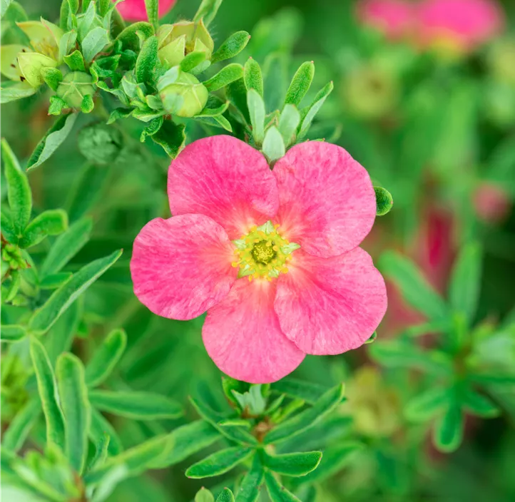 Fingerstrauch 'Bellissima'