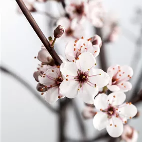 Prunus cistena (Lieferartikel)