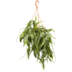 Pseudorhipsalis ramulosa