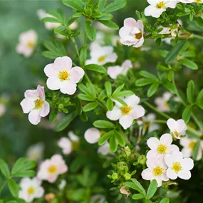 Potentilla fruticosa Lovely Pink