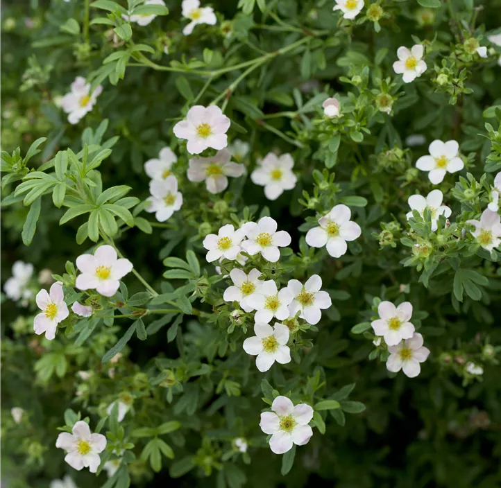 Fingerstrauch 'Lovely Pink'®