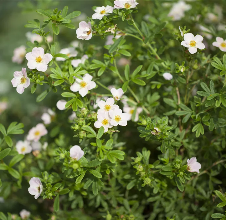 Fingerstrauch 'Lovely Pink'®