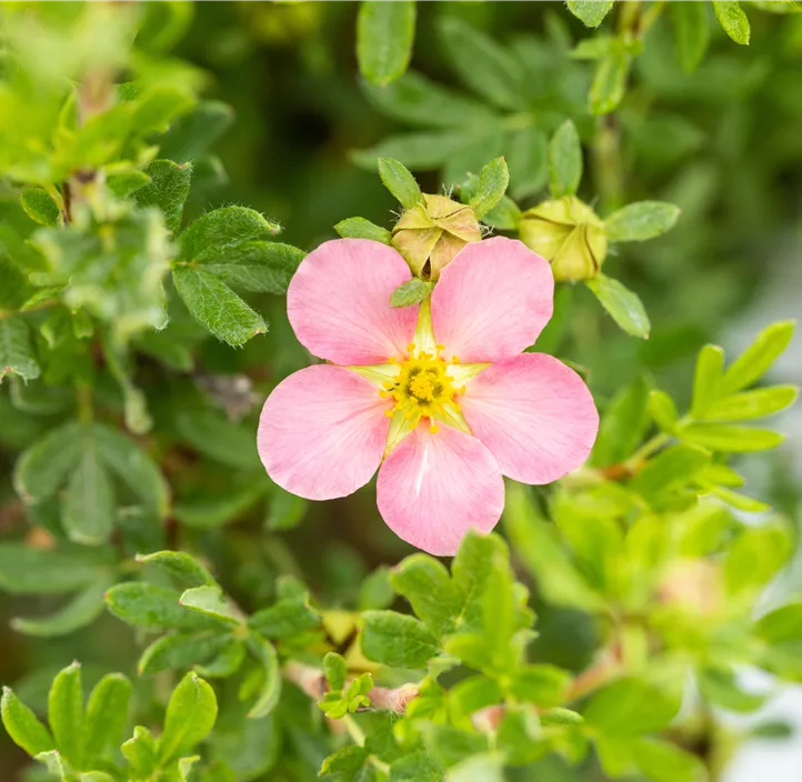 Fingerstrauch 'Lovely Pink'®