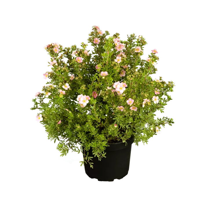 Fingerstrauch 'Lovely Pink'®