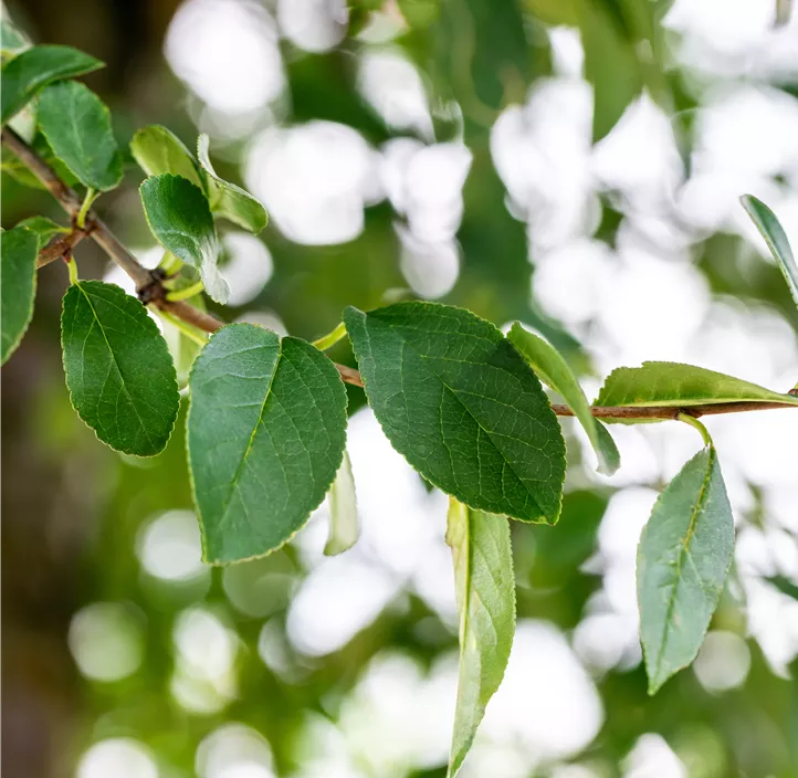 Kugel-Steppen-Kirsche 'Umbraculifera'