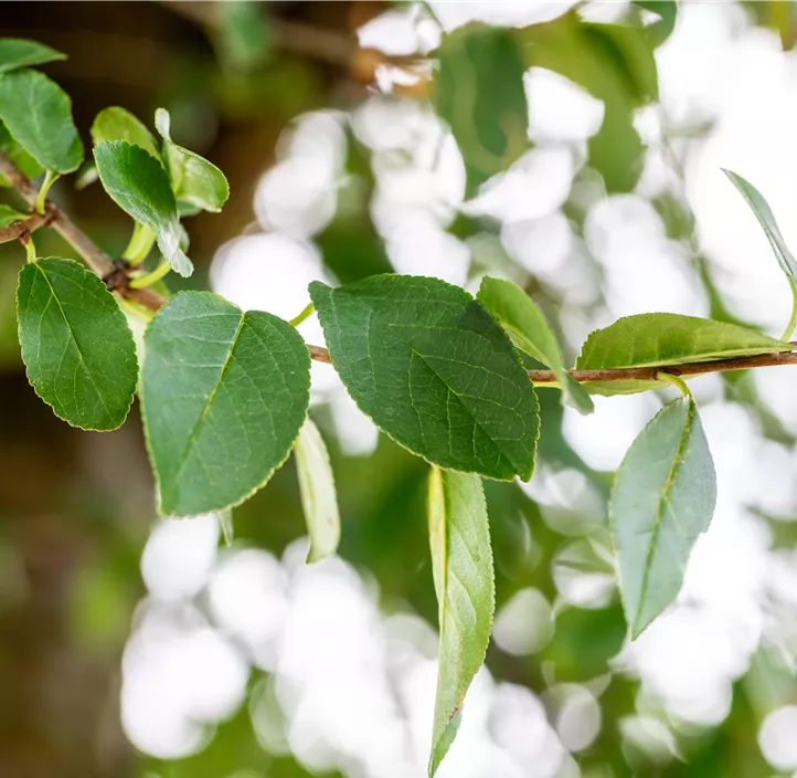 Kugel-Steppen-Kirsche 'Umbraculifera'