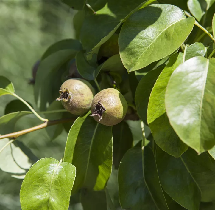 Säulenbirne 'Decora'
