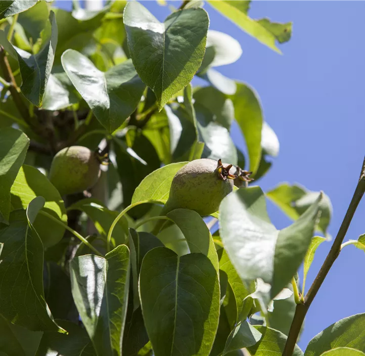 Säulenbirne 'Decora'