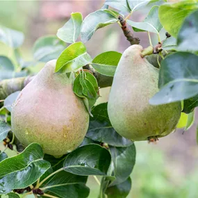 Pyrus communis Decora