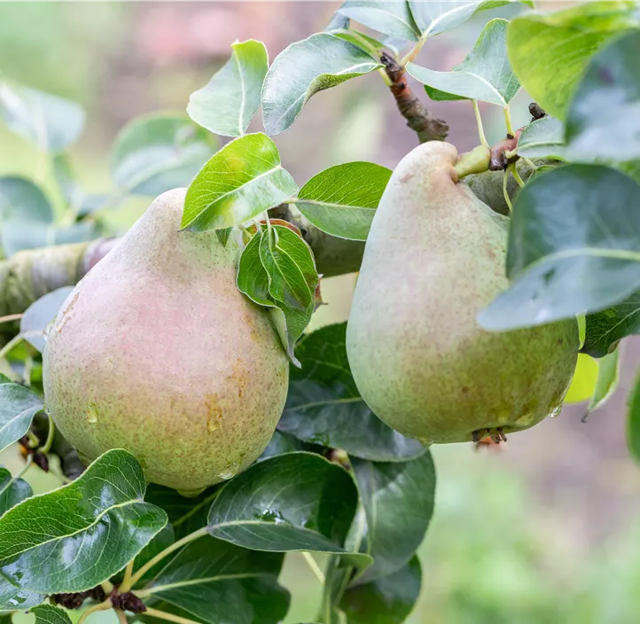 Säulenbirne 'Decora'