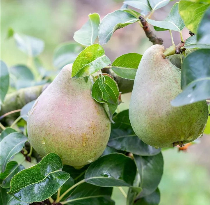 Säulenbirne 'Decora'