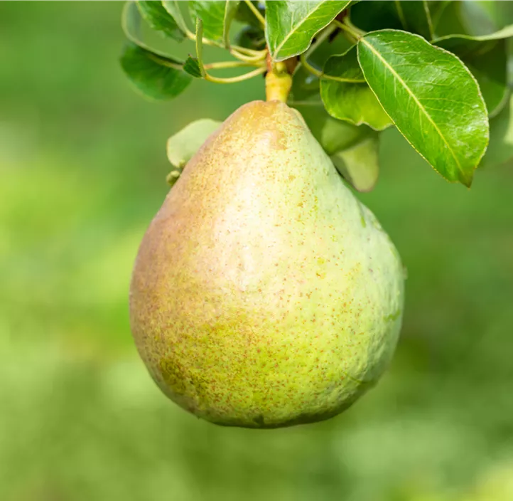 Säulenbirne 'Decora'