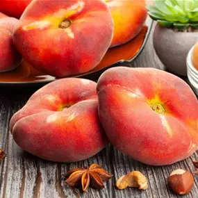 Prunus persica Tellerpfirsich