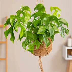 Rhaphidophora tetrasperma