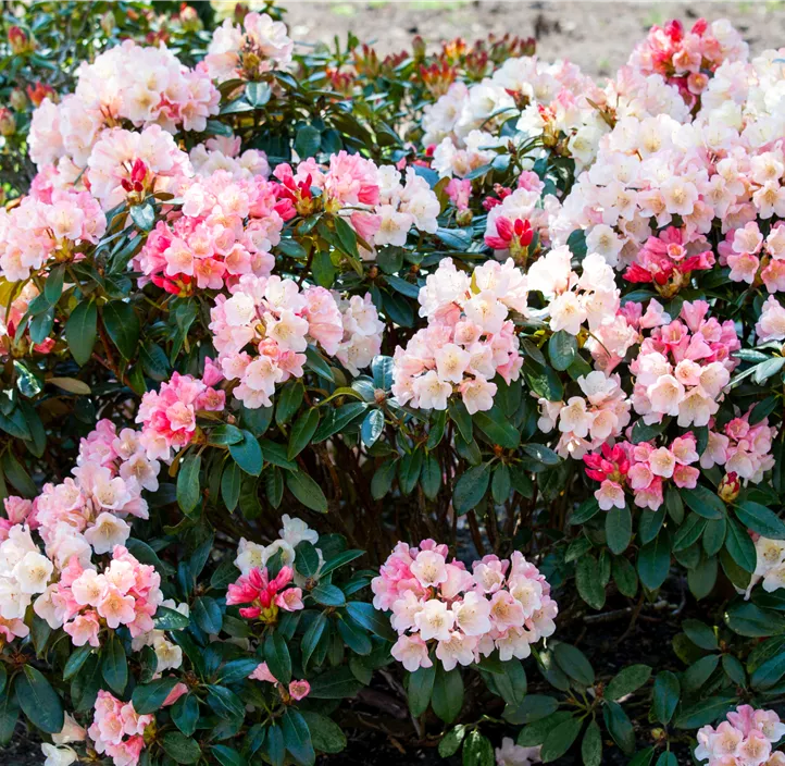 Rhododendron 'Aureolin'®