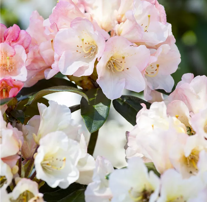 Rhododendron 'Aureolin'®