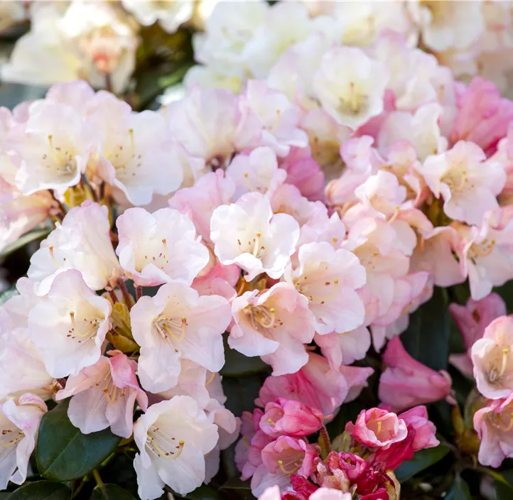 Rhododendron 'Aureolin'®