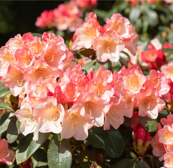Rhododendron 'Aureolin'®