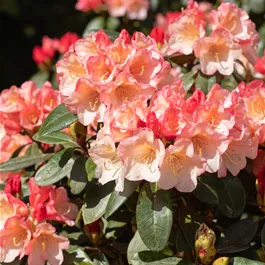 Rhododendron Aureolin®