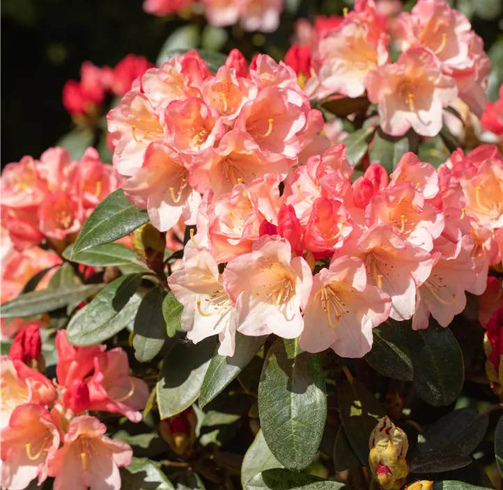 Rhododendron 'Aureolin'®