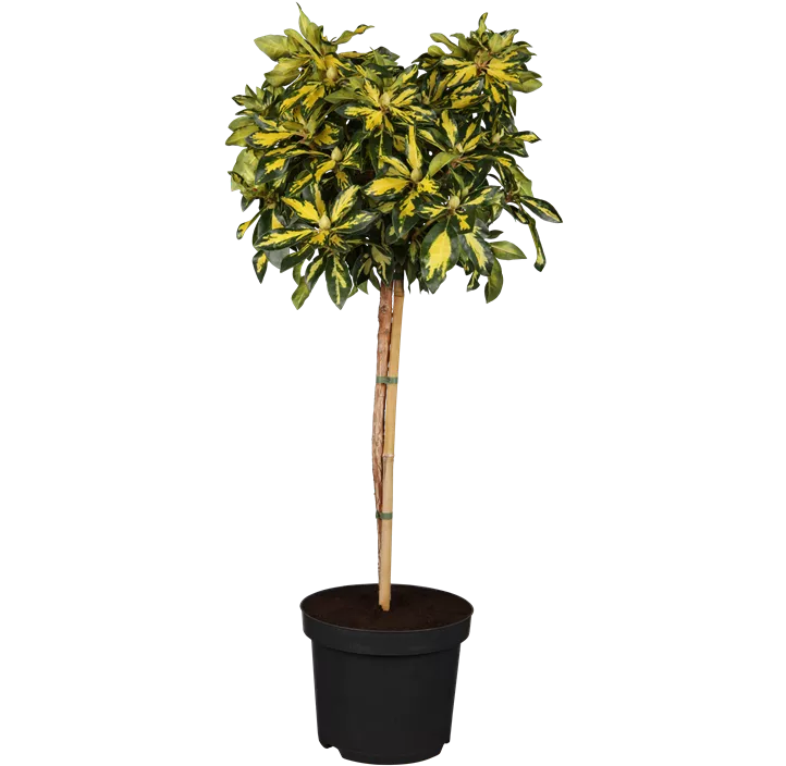 Rhododendron 'Blattgold'