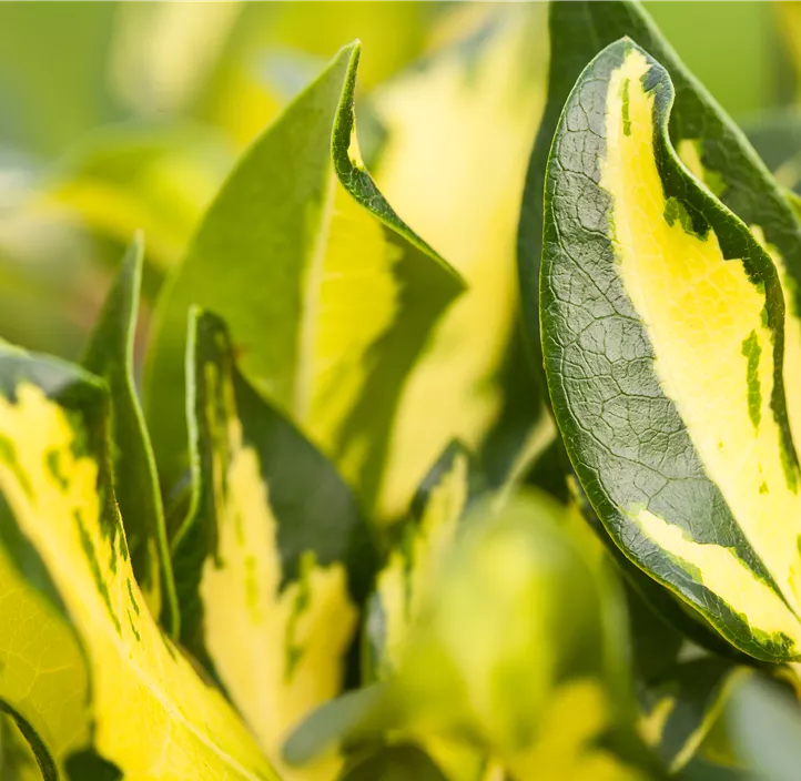Rhododendron 'Blattgold'