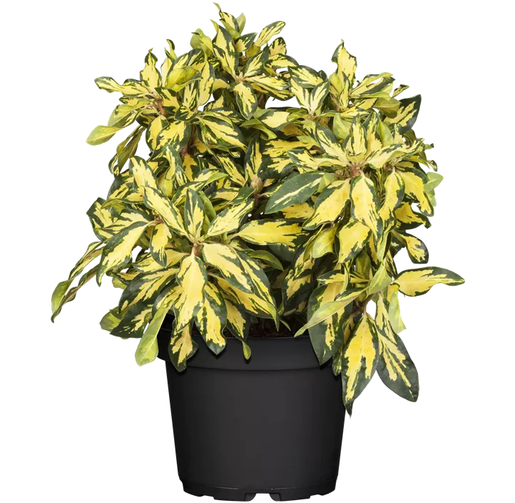 Rhododendron 'Blattgold'