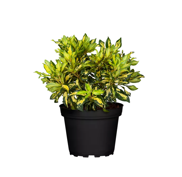 Rhododendron 'Blattgold'