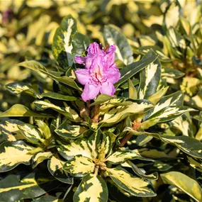 Rhododendron Blattgold
