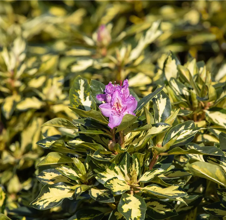 Rhododendron 'Blattgold'