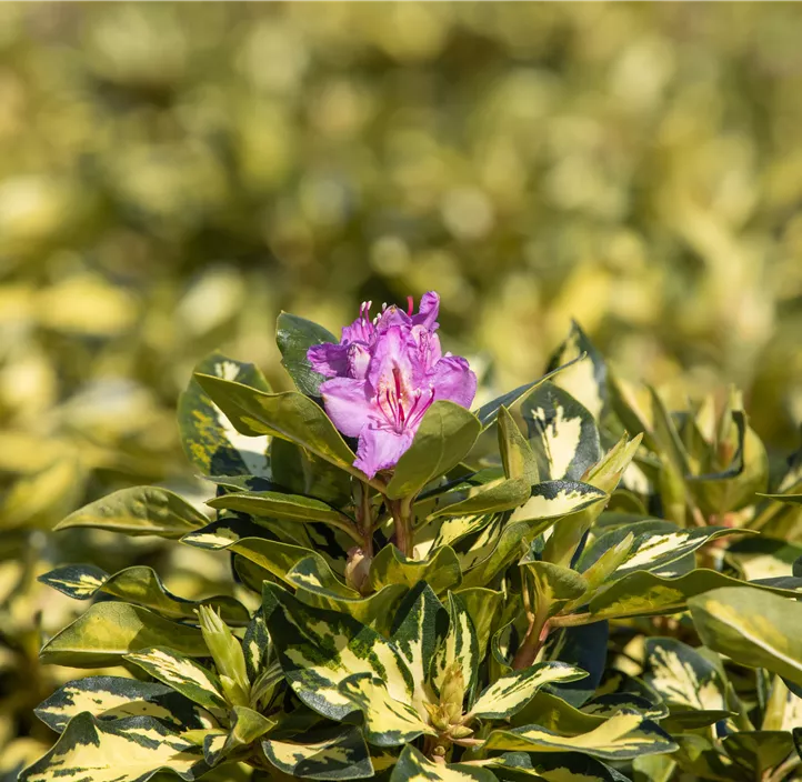 Rhododendron 'Blattgold'